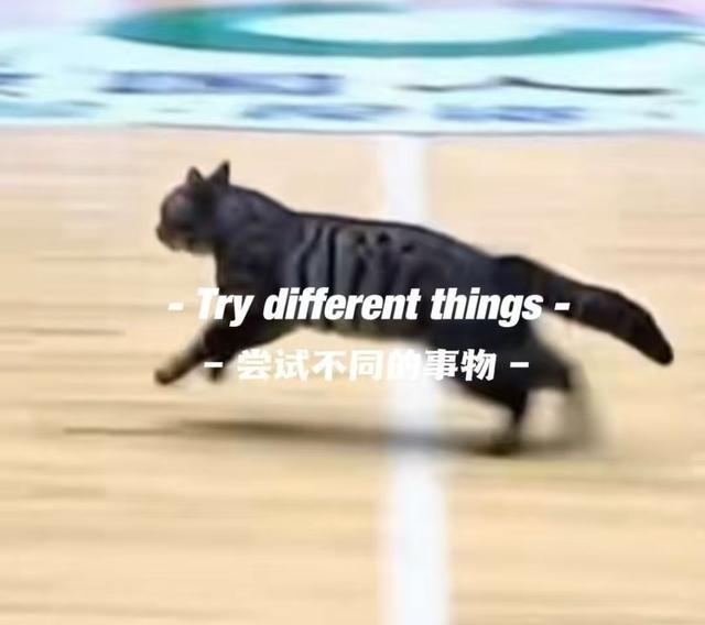 开云APP-惊现哈基米!广东四川CBA比赛中场地内跑进一只小猫